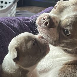 Boston Terriers from Samantha's Boston Terriers