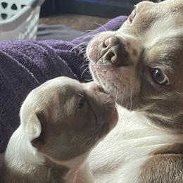Boston Terriers from Samantha's Boston Terriers