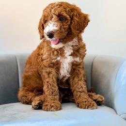 Andy - Red  male Goldendoodle puppy in Lakeland, Florida from Rolling Oak Doodles
