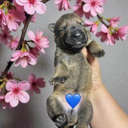 Fonzie - Sable male German Shepherd puppy in Oakland, Oregon from VHM German Shepherds