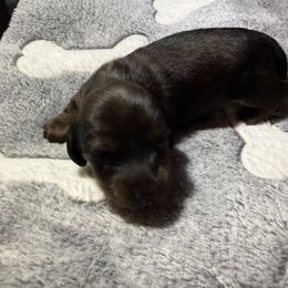 Boy 2 - male Dachshund puppy in Lubbock, Texas from Wagging Tails