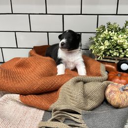 Shetland Sheepdog Puppies from Southern Charm Sheltie Farm