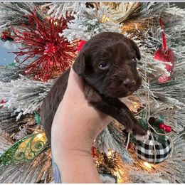 Truffle - Brown male Schnoodle puppy in Hickory, North Carolina from Selene's Schnauzers
