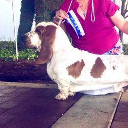 Romeo - Basset Hound