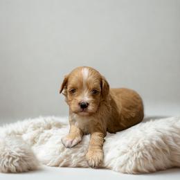 Bella - Red female Maltipoo puppy in Bells, Texas from Partridge Doodles and Poodles