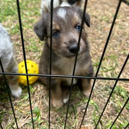 Nixon - Blue merle male Miniature Australian Shepherd puppy in North Richland Hills, Texas from Hailey's Miniature Australian Shepherds