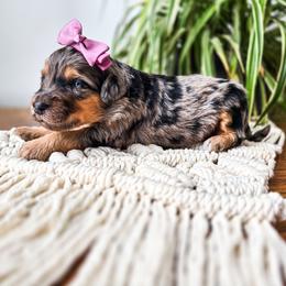 Dagny - Merle female Bernedoodle puppy in Gaylord, Michigan from Dog Mom Co. Doodles