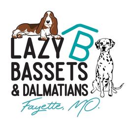 Female 3 - White and black female Dalmatian puppy in Fayette, Missouri from Lazy B Bassets and Dalmatians
