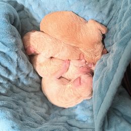 Cavapoo puppies from PJE Cavs and Poos