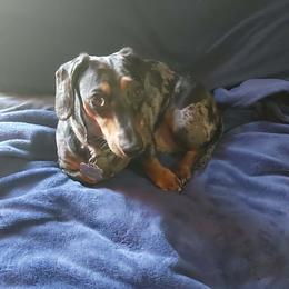 Pip - Dachshund