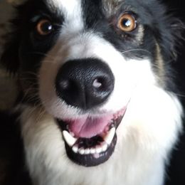 Border Collies from Heather Bandoli's Border Collies
