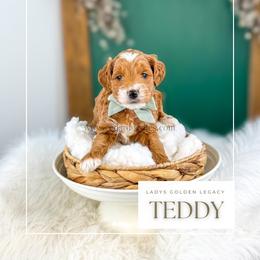 Teddy - Red  male Goldendoodle puppy in Cedar City, Utah from Cedar Doodles- Home of the Teddybear Goldendoodle