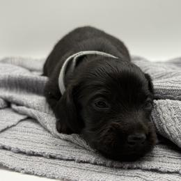 AKC limited Grey boy - Black male Dachshund puppy in Bartlesville, Oklahoma from OkieDokieDox