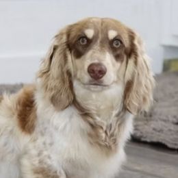 Finnegan - Dachshund