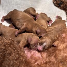 Girl 2 - Red female Cavapoo puppy in Youngsville, North Carolina from Blackberry Hill Doodles