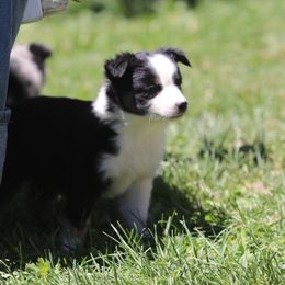 Sookie - Black tri-color female Australian Shepherd puppy in Cedar City, Utah from 10-BAR-Y RANCH