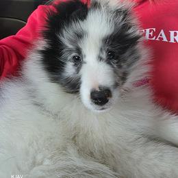 Marshmallow - Blue merle and white male Shetland Sheepdog puppy in Greenfield, Ohio from Kayla's Shelties