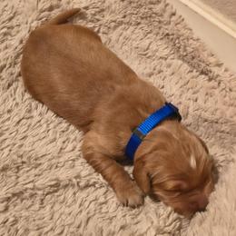 Blitzen (3rd pick male) - Dark golden male Golden Retriever puppy in Tenino, Washington from Oak River Goldens'