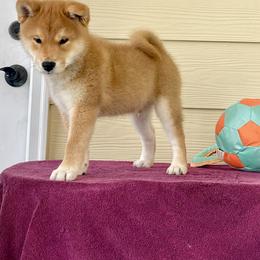 Vin Diesel - Red male Shiba Inu puppy in Greer, South Carolina from Crescent Moon Shibas