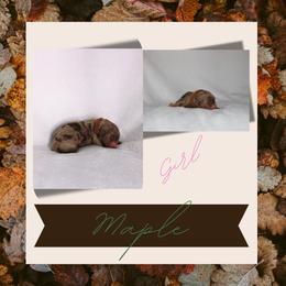 Maple - Red merle female Australian Shepherd puppy in Cleburne, Texas from Hudson Farm