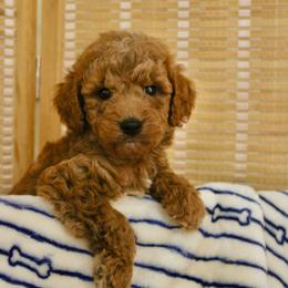 Male 2 - Red  male Goldendoodle puppy in Clarksville, Tennessee from Tennessee Goldendoodles, since 2014