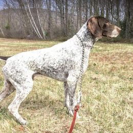 Beamer - German Shorthaired Pointer