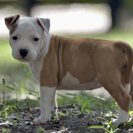 Girl 2 - Red female American Staffordshire Terrier puppy in St. Augustine, Florida from LBK & Ancient City