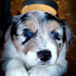 Australian Shepherd Puppies from Beachin' Aussies