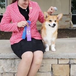 Zinni - Pembroke Welsh Corgi