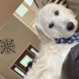 Marley - Goldendoodle