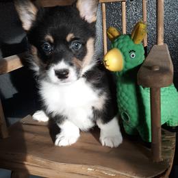 Pembroke Welsh Corgi Puppies from Beth's Pawsitivley Corgis