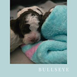 Boy 1 - male Lagotto Romagnolo puppy in Salida, California from Harper's Lagotti