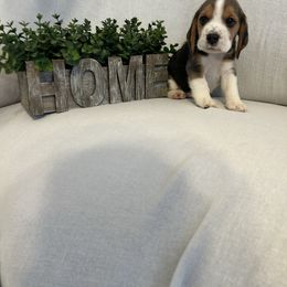 Boy 1 - White black and tan male Beagle puppy in Newman, California from Valley Beagles