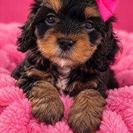 Diana - Wonder Woman - Tri-color female Cavapoo puppy in Austin, Texas from Haus of Doodles