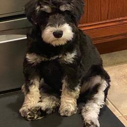 Miniature Schnauzer Puppies from A'Lord Miniature Schnauzer