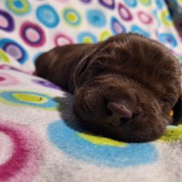 Bud - Chocolate male Labrador Retriever puppy in Bemidji, Minnesota from Northern Star Elite Quality Labrador Retrievers