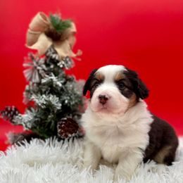 Sally - Black tri-color female Australian Shepherd puppy in Vista, California from Cummings Family Aussies