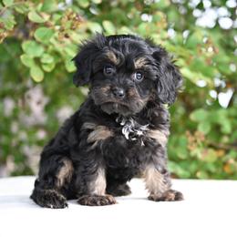 Edward - Black and tan male Cavapoo puppy in Lawton, Oklahoma from Lindsey’s Cavies