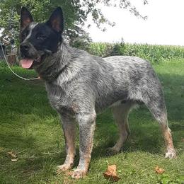 Timber - Australian Cattle Dog