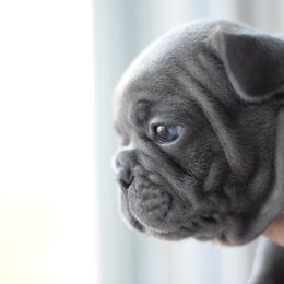 French Bulldog and Goldendoodle Puppies from Fox Run Farm
