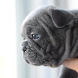 French Bulldog and Goldendoodle Puppies from Fox Run Farm