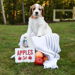 Goldendoodle Puppies from Ellie's Goldendoodles