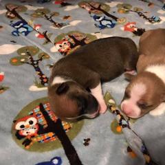 Bouvier des Flandres and Rat Terrier Puppies from DHart Farm & Kennel