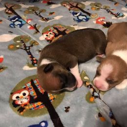 Bouvier des Flandres and Rat Terrier Puppies from DHart Farm & Kennel