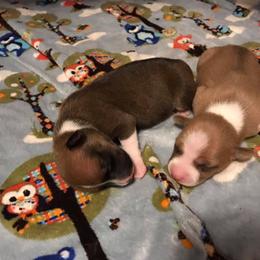 Bouvier des Flandres and Rat Terrier Puppies from DHart Farm & Kennel