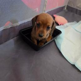 Solo - Red female Dachshund puppy in Farmington, Missouri from Southeast mo Miniature dachshunds