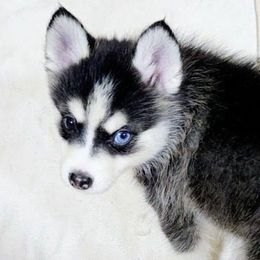 Akela - Black and white male Pomsky puppy in Kennewick, Washington from Nebula Ranch Pomskies