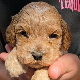 Straw - Buff and white male Cockapoo puppy in Indiahoma, Oklahoma from Phamily Doodles