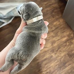 Girl 4 - female French Bulldog puppy in Nora Springs, Iowa from Summit View Frenchies