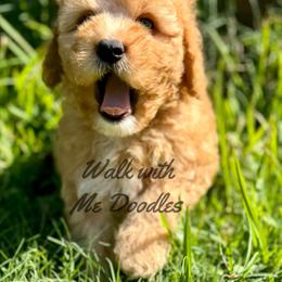 Australian Labradoodle, Bernedoodle, Cavapoo, and Poodle Puppies from Walk with Me Doodles